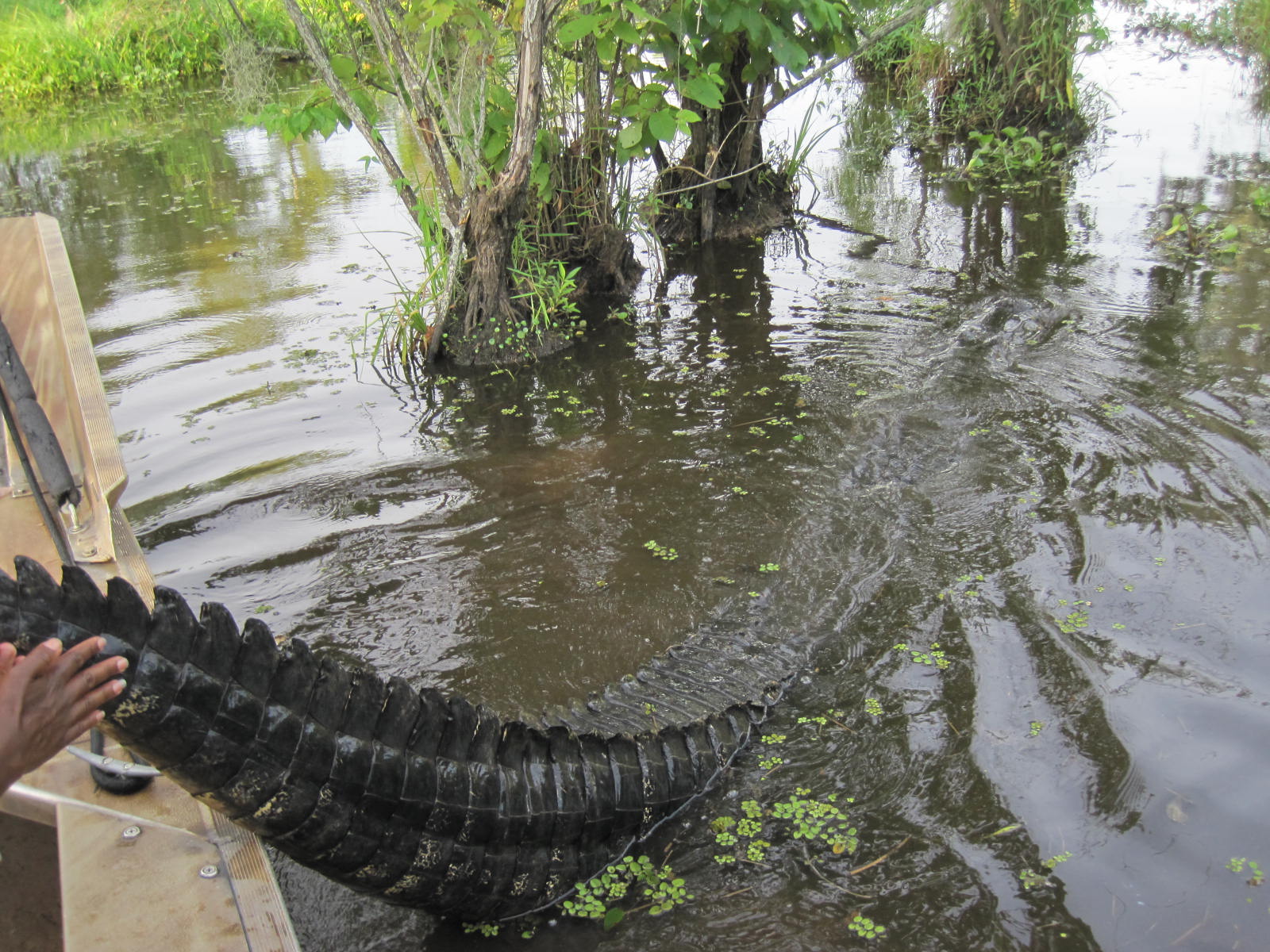 bayou swamp