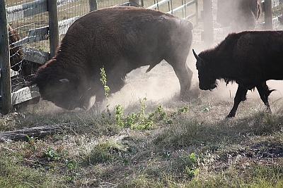 Bad bison that tried to skewer me while riding in Custer Park last fall!