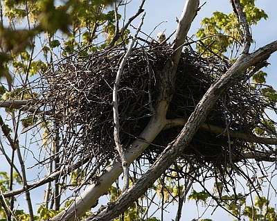 Just hatched red tail hawk in my back pasture.