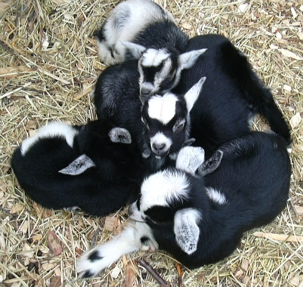 baby
goats