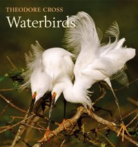 Waterbirds by Theodore Cross