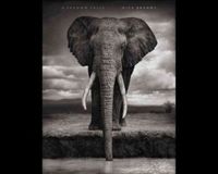 A Shadow Falls by Nick Brandt