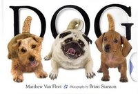Dog by Matthew Van Fleet