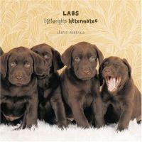 Labs by Sharon Montrose
