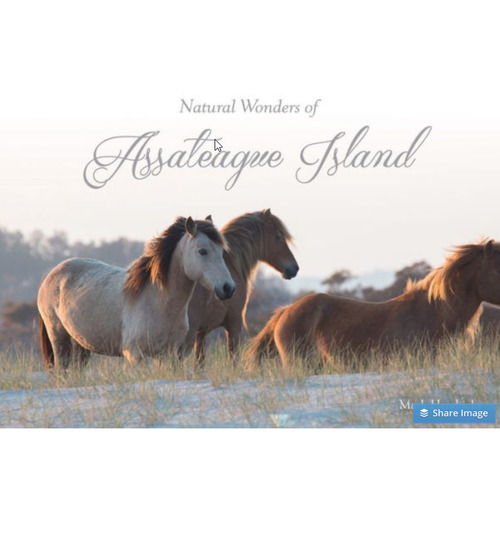Natural Wonders Of Assateague Island by Mark Hendricks