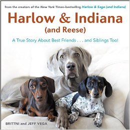 Harlow & Indiana (and Reese) by Brittni Vega