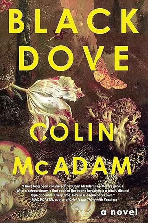 Black Dove by Colin McAdam