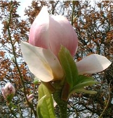 Just about to burst into bloom is this delicate
magnolia, seen growing in a sheltered spot in the gardens of
Finlaystone House, Inverclyde.